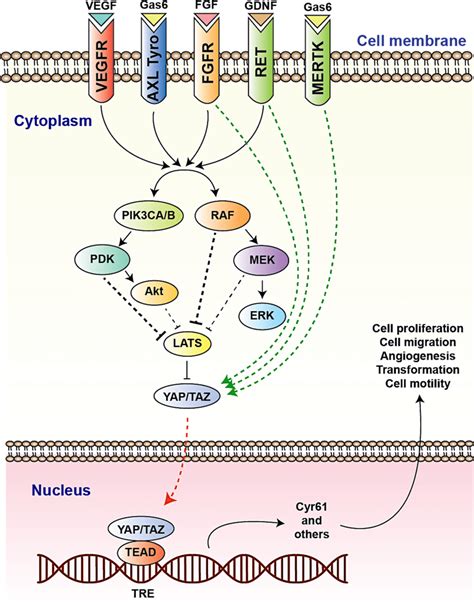 Model Of Interaction Between Rtks And The Hippo Signaling Pathway Rtks