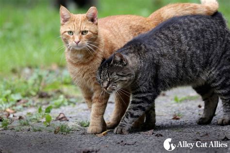 National Feral Cat Day® is October 16! | Alley Cat Allies