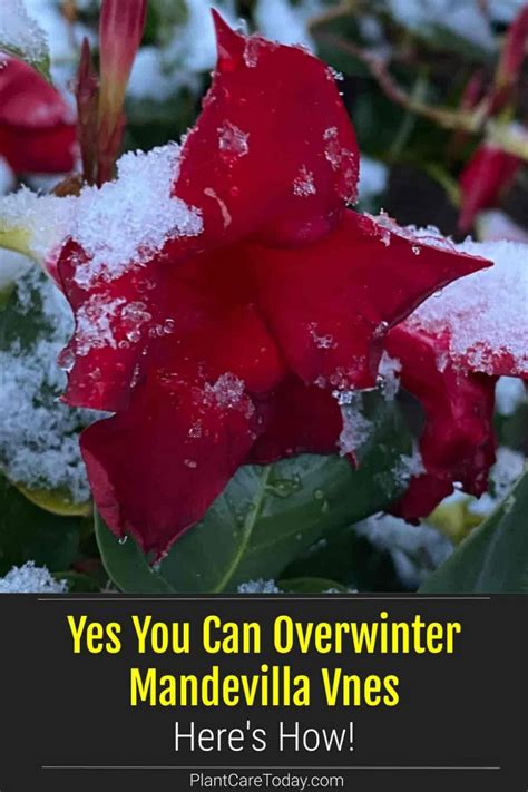 Mandevilla Winter Care: How To Overwinter Mandevilla Plants? | Plants
