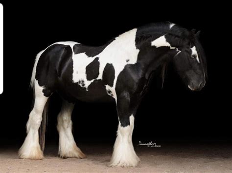 Black Homozygous Tobiano Gypsy Vanner Stallion At Stud Don King