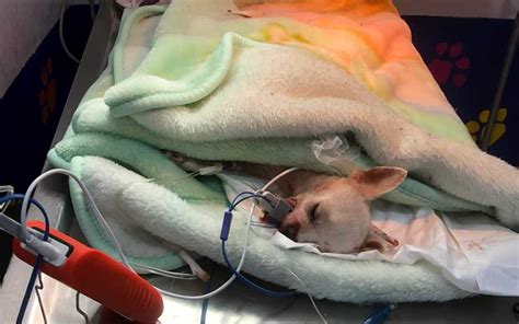 Falleci Pinky El Perrito Chihuahua Que Defendi Su Hogar En Nayarit