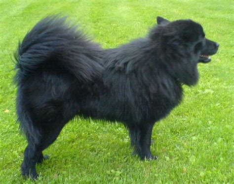 Find your Swedish Lapphund puppy for sale | Puppies.com