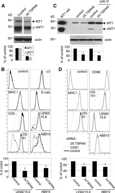 Tetraspanin Effects On Mt Mmp Expression A Tx Cell Lysates From