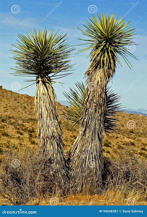 Joshua Tree Stock Image Image Of Largest Tree Brevifolia 94548381