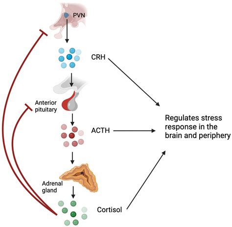 Biology Free Full Text Glucocorticoids And Their Receptor Isoforms