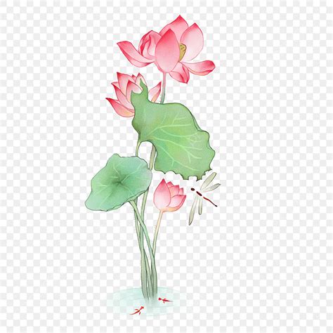 Chinese Style Lotus Hd Transparent Chinese Style Watercolor Lotus