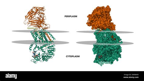 Structure of bacterial cellulose synthase with cyclic-di-GMP bound. 3D ...