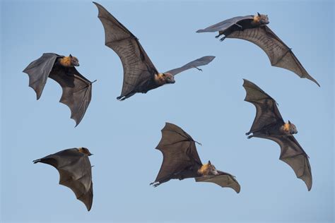 Brazilian free-tailed bat flies at breakneck speeds - Earth.com