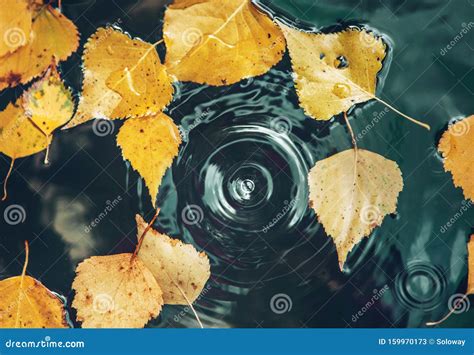 Big Drop Falling On Puddle Leaving A Radial Circles On Surface With