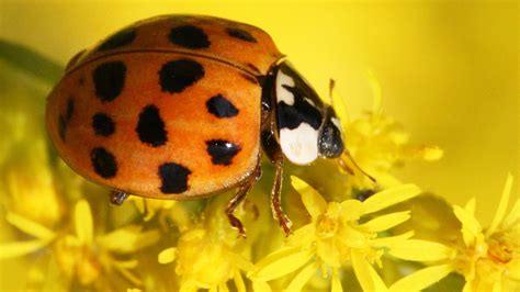 Why Are There So Many Ladybugs And Lady Beetles Popular Science