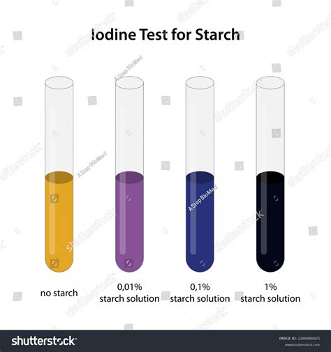 Iodine Test Starch Results Stock Vector Royalty Free