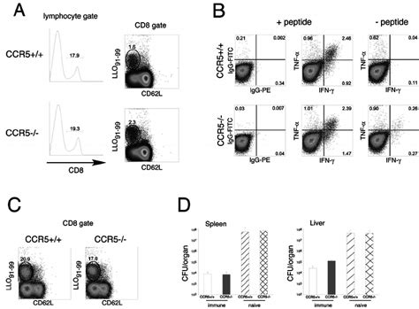 Normal Primary And Secondary Cd8 T Cell Responses In Ccr5 Ϫ Ϫ Mice