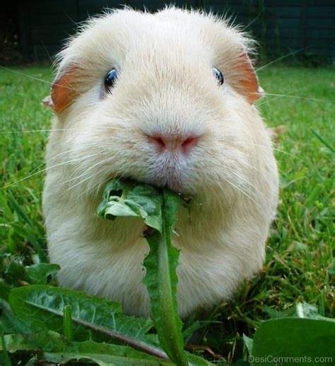 Guinea Pig Eating Grass - Desi Comments