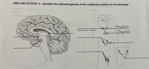 Solved Pre Lab Activity Identify The Indicated Glands Of Chegg