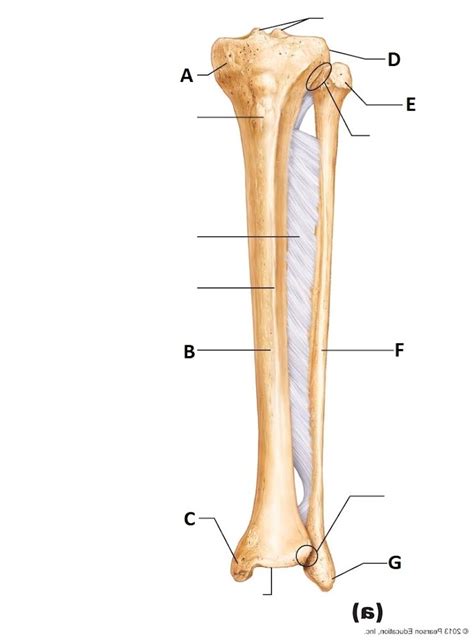 Chapter Tibia And Fibula Diagram Quizlet