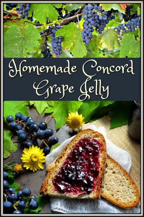 Concord Grape Recipes, Concord Grape Jelly, Grape Jam, Jelly Recipes ...