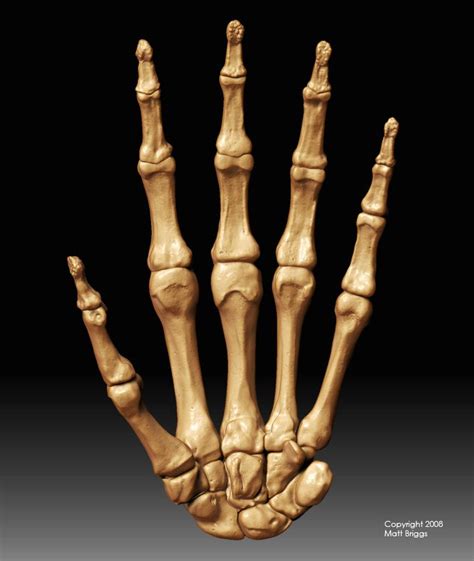 an x - ray view of the bones of a human hand and foot, showing different angles