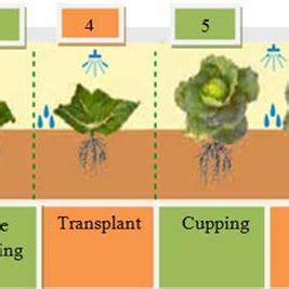 Dual Culture Method For Testing The Antimicrobial Effect Of Tested