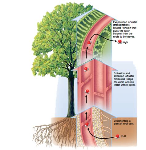 Cohesion Tension Model Of Xylem Transport Flashcards Quizlet