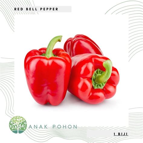 Jual Benih Bibit Biji Paprika Merah Red Star Sweet Bell Pepper F