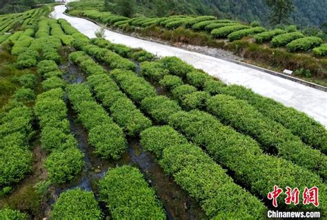 西藏墨脱：山村茶叶香澎湃号·政务澎湃新闻 The Paper