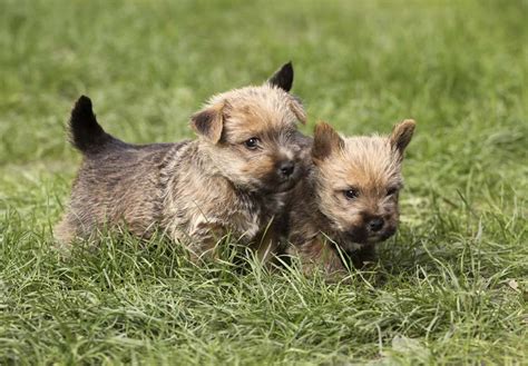 Norwich Terrier Puppies For Sale - AKC PuppyFinder