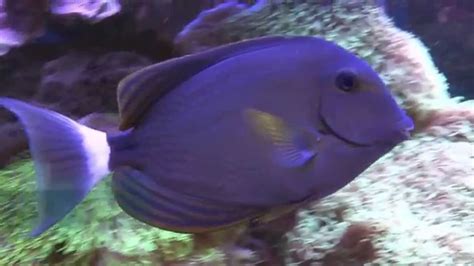 Acanthurus Blochii Youtube