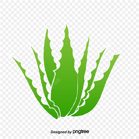 Aloe Vera Plant Clipart Transparent Background Green Aloe Vera Green