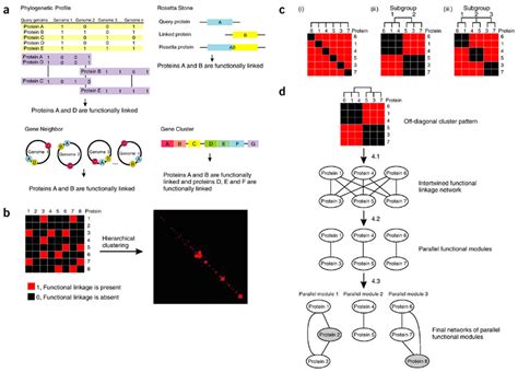 The Four Step Approach For Detecting Parallel Functional Modules A