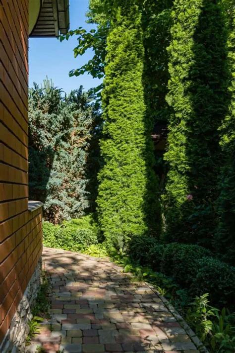 7 Best Evergreen Trees for Privacy & Year-Round Color