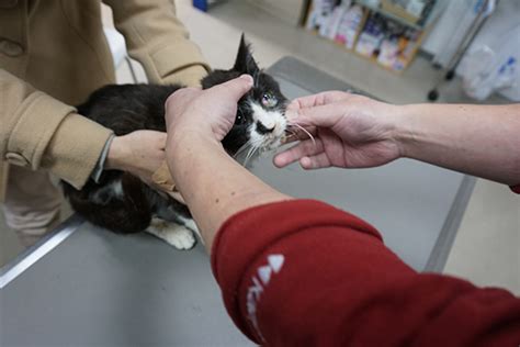 石狩郡40頭多頭飼育崩壊2 「うしぼん」 札幌市・猫の保護団体「nyapancatrescue」