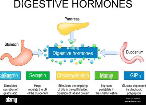 Digestive hormones. Human internal organs Pancreas, Stomach and ...