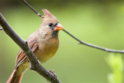 Female Northern Cardinal Bird Stock Image - Image of green, bird: 11917135