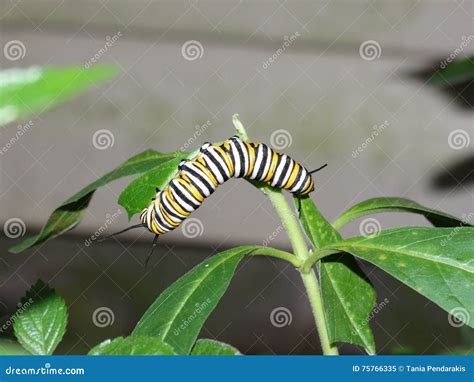 Caterpillar Of The Monarch Butterfly Stock Image Image Of Arthropoda Plexippus 75766335