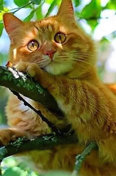 ปักพินในบอร์ด * Cat's Mee-yow | แมว