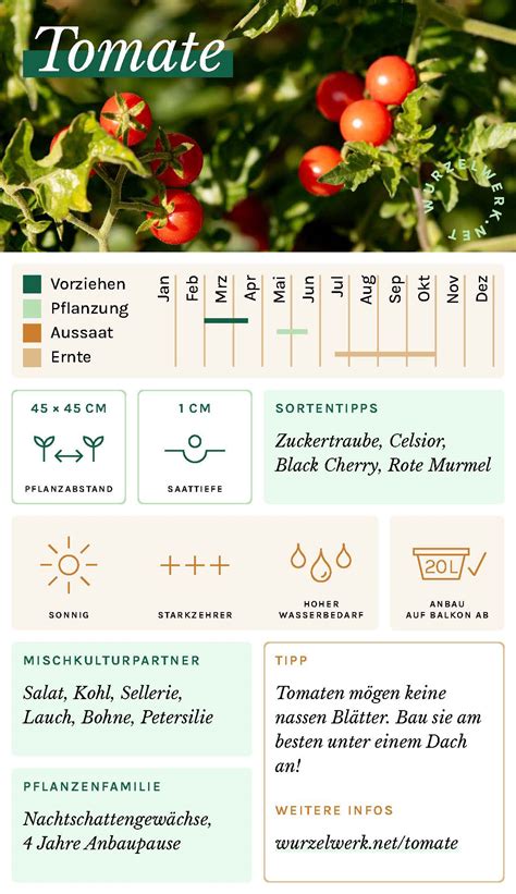 Tomaten Pflanzen Ultimativer Guide Wurzelwerk