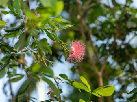 Powder Puff Tree Wilder Institutecalgary Zoo