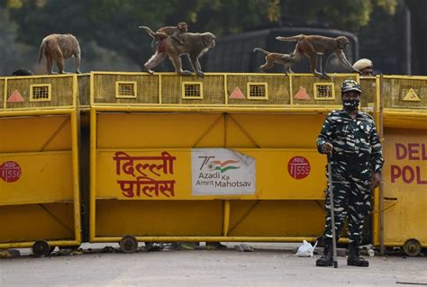 G20 Summit And Monkey Menace Langur Cutouts Or Supersonic Firecrackers