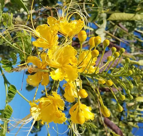 Buy Dwarf Flamboyant Yellow Royal Poinciana Caesalpinia Pulcherrima