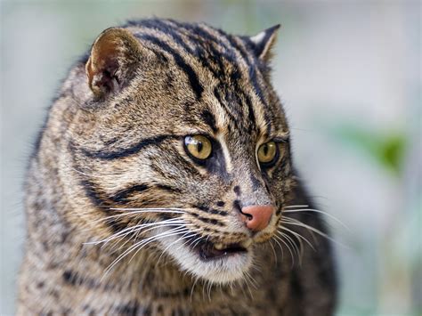 #772539 fishing cat, Cats, Snout, ©Tambako The Jaguar - Rare Gallery HD