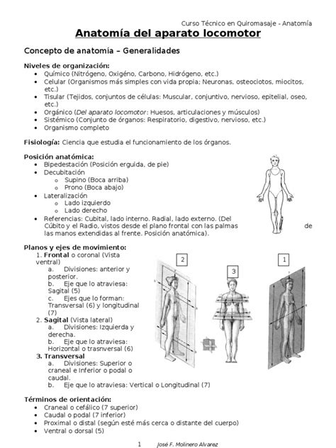 PDF Anatomía del aparato locomotor Quiromasaje PDFSLIDE NET