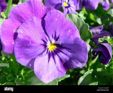 Purple Pansy Flower Stock Photo Alamy