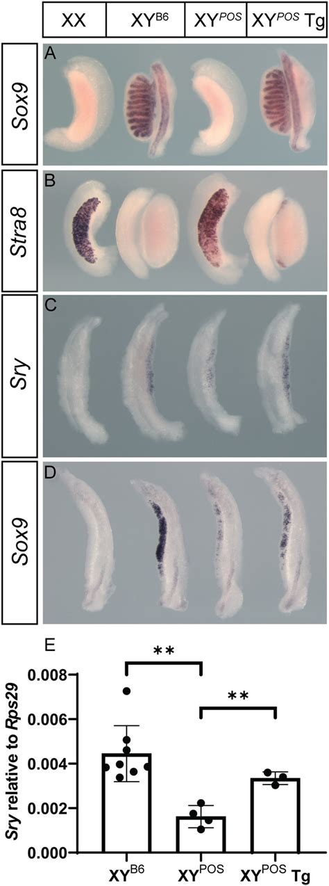 Rescue Of Fetal B6 Y Pos Gonadal Sex Reversal By Bac Transgenic