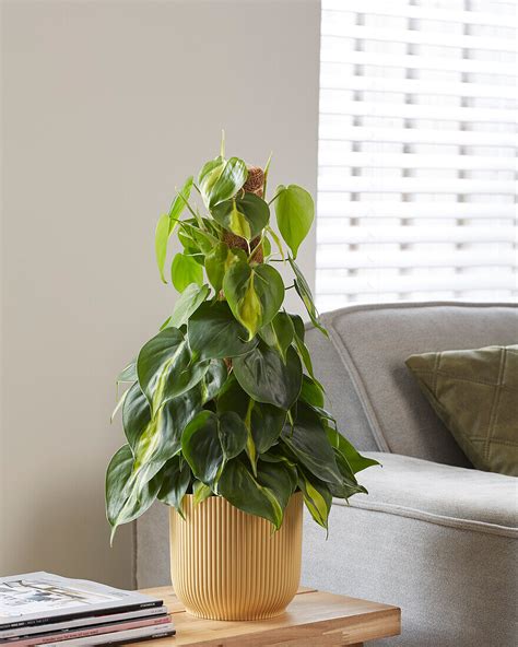 Kletternder Philodendron Philodendron Bild Kaufen 13670865