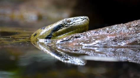 Green Anaconda l Memorable Huge Snake - Our Breathing Planet