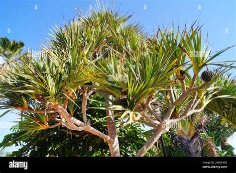 Pahong Screw Pine Pandanus Utilis Tree With Fruits Stock Photo Alamy