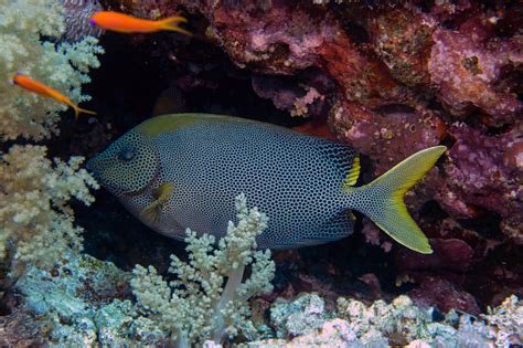 Ikan Kelinci Berbintang Di Laut Merah Mesir Foto Stok Unduh Gambar