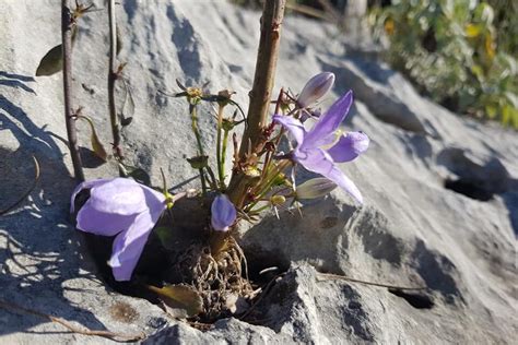 I Colori Del Carso Triestino Vagoxmonti