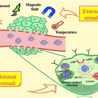 Schematic Illustration Of Multi Stimuli Responsive MSNs Upon Systemic