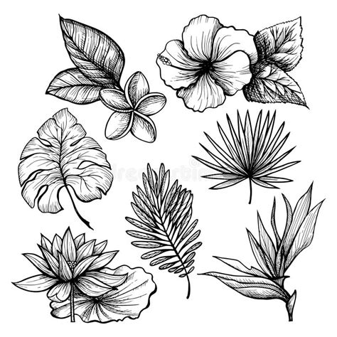 Collection Set Of Tropical Leaves Drawing Illustration Stock Vector